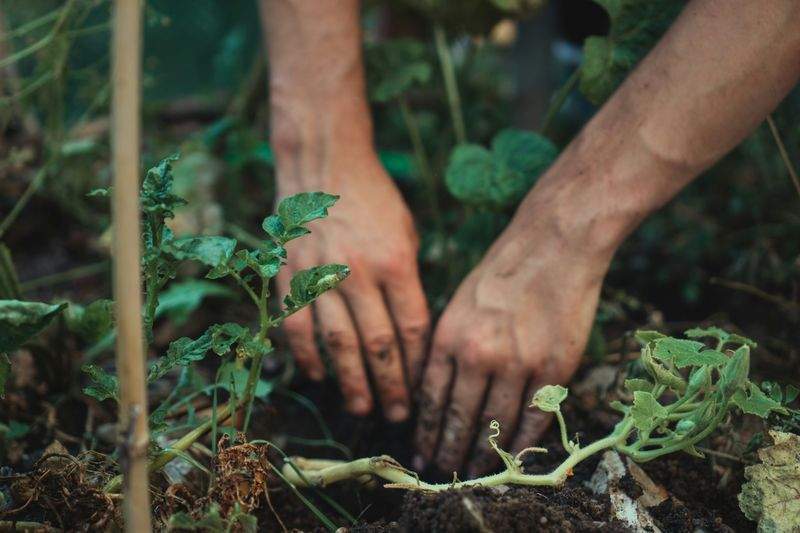 Rééquilibrage d'un jardin résidentiel
